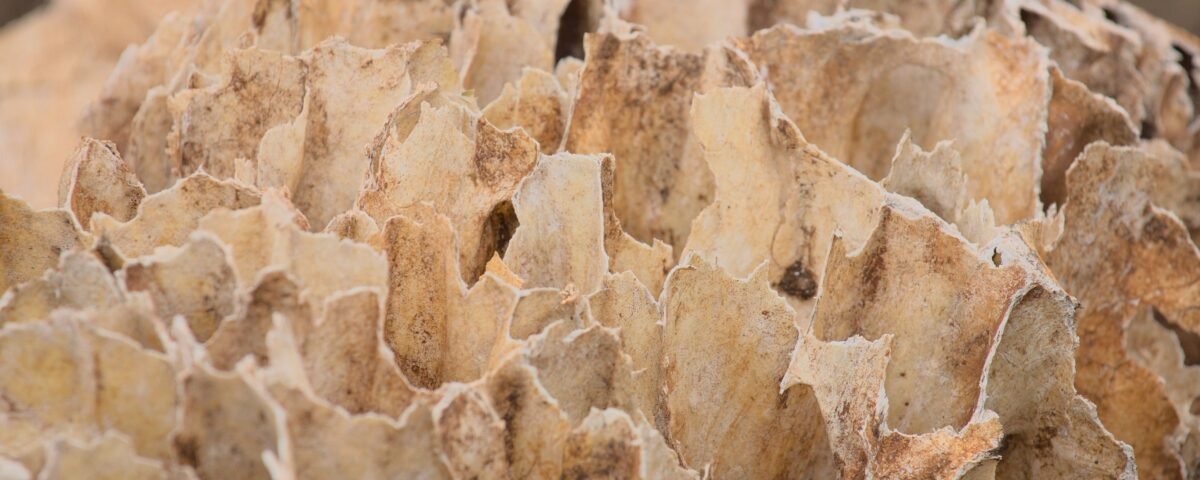 Wood damaged by termites