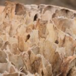 Wood damaged by termites