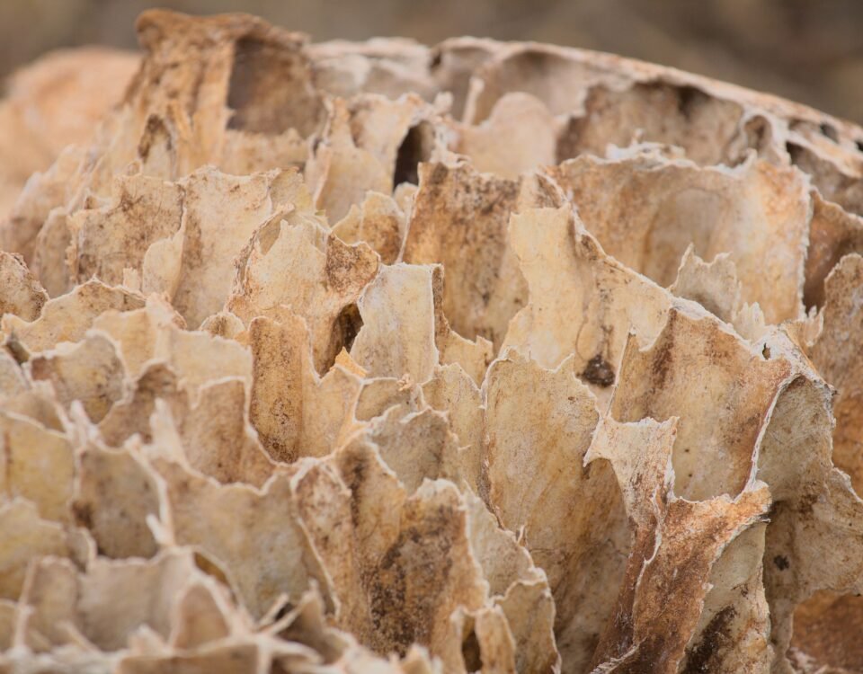 Wood damaged by termites